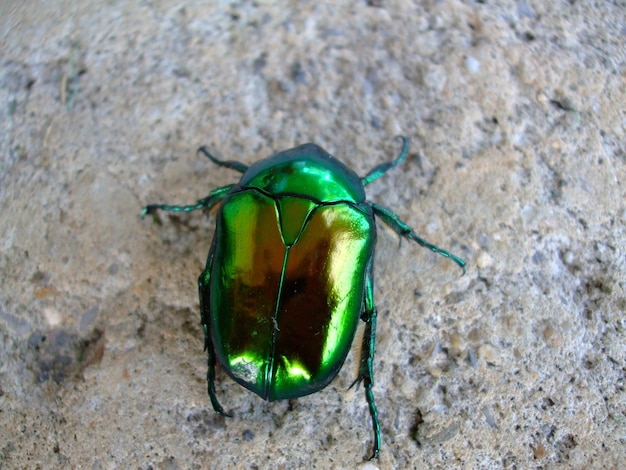 Flea Beetles