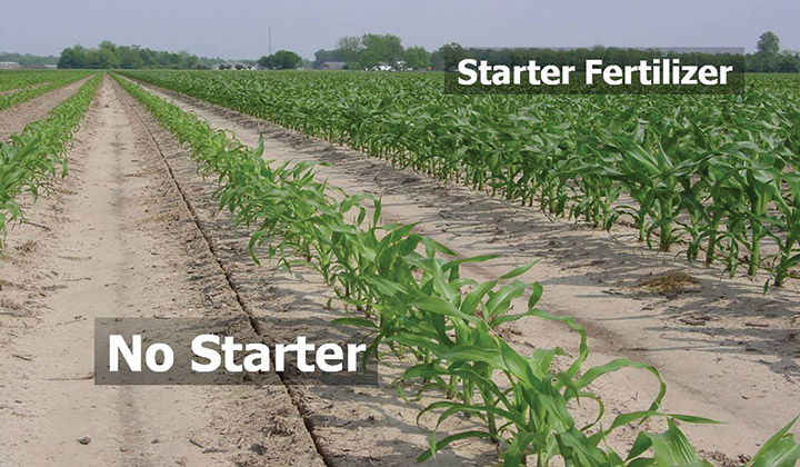 Starter Fertilizer vs. No Starter