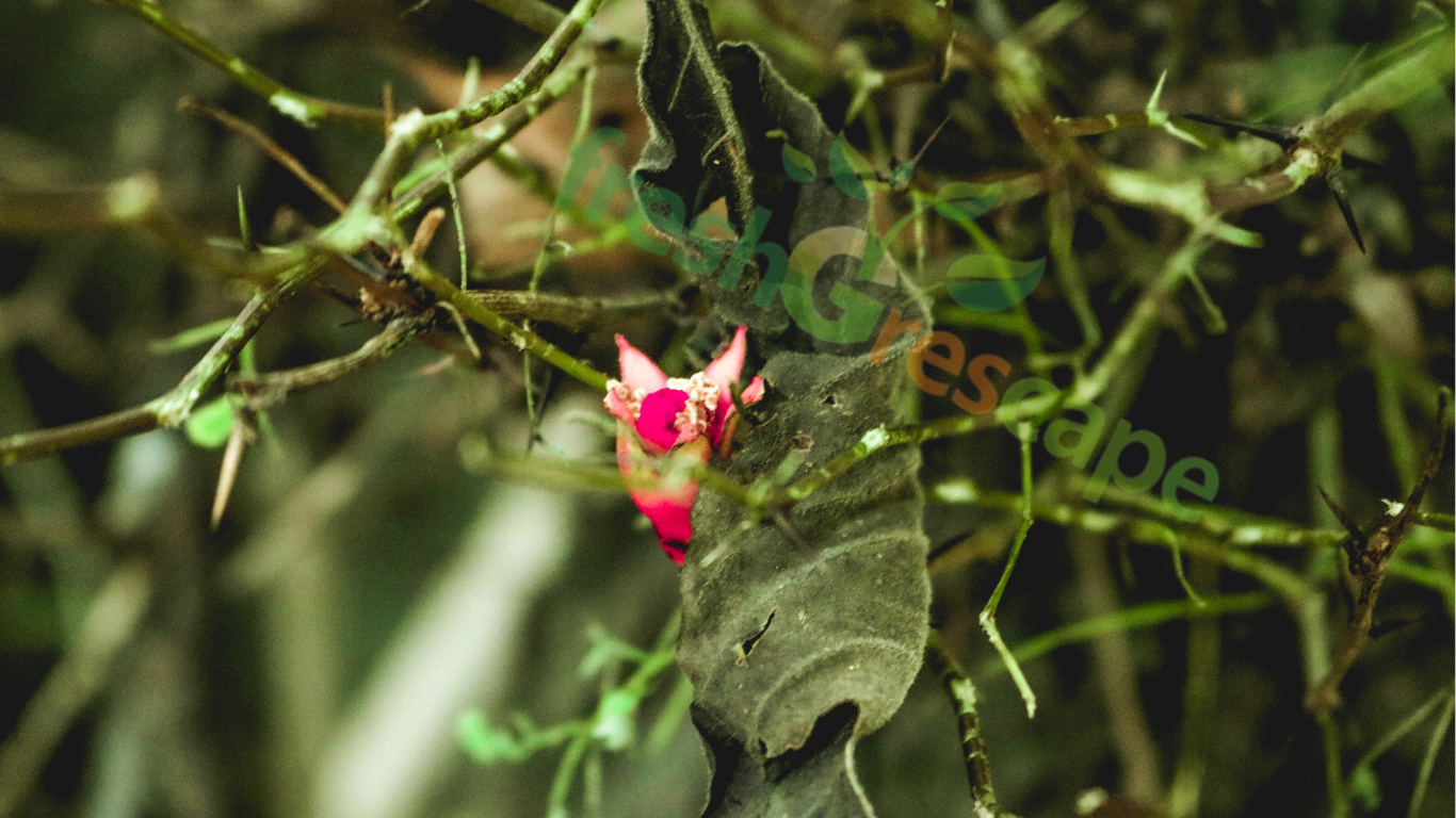 Dragon-fruit-in-plant