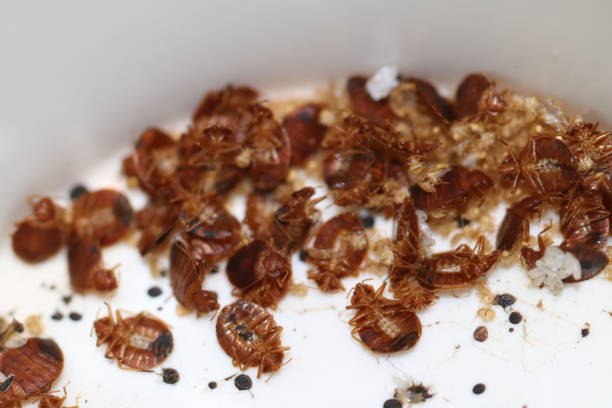 Green Machine Pest Control offers expert solutions for stopping bed bug spread fast.