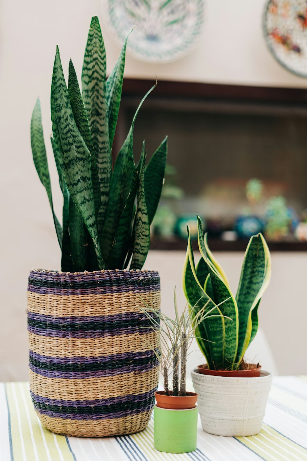 snake plant care