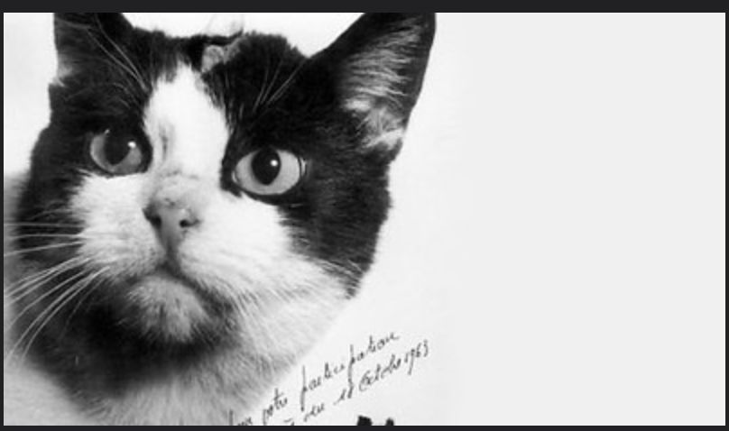 Photograph of space cat Félicette, the only cat to have gone to space