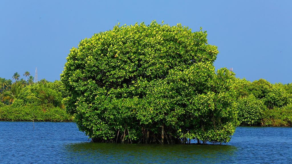 A vibrant mangrove tree stands in the middle of calm blue backwaters under a clear blue sky, surrounded by lush greenery on the banks. The scene captures the serene and ecologically rich landscape typical of Kumbalangi, Kerala.

