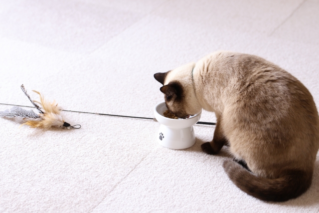 ご飯を食べているシャム猫
