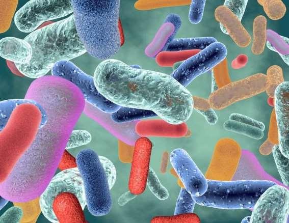 Le microbiote est composé d’une diversité de micro-organismes. © picture-waterfall, Fotolia