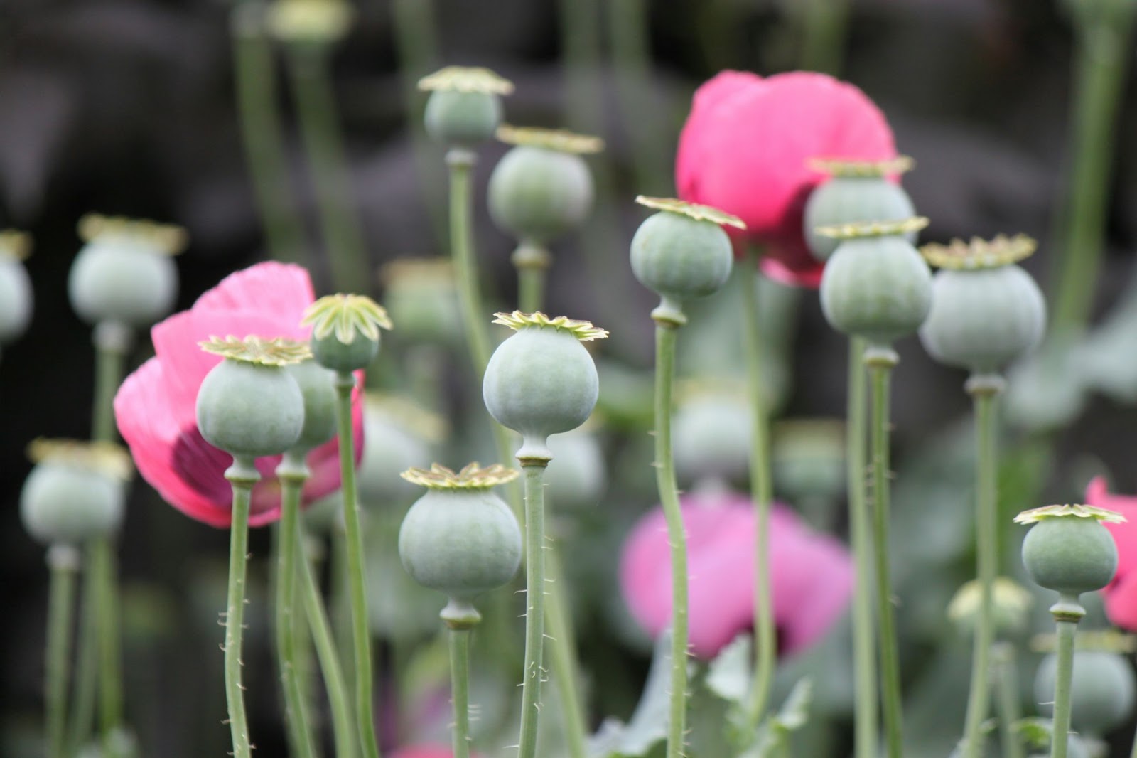 Poppy plant - Papaver somniferum L.