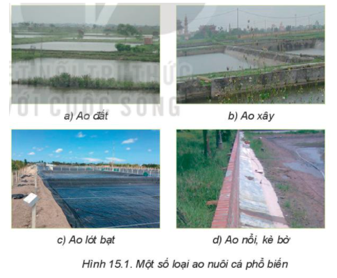 BÀI 15: NUÔI CÁ AOKHỞI ĐỘNGCâu hỏi: Nuôi cá ao cần chuẩn bị như thế nào? Khi nuôi cá trong ao cần chú ý những vấn đề gì?Đáp án chuẩn:Chuẩn bị ao nuôi:- Tháo cạn nước, vệ sinh đáy và xung quanh ao, phơi ao.- Hút bùn, rắc vôi bột (7-10 kg/100 m²), phơi ao 3-5 ngày.- Lọc nước vào ao qua túi lưới.Chuẩn bị cá giống: Cá giống đồng đều, khỏe mạnh, không bệnh, màu sắc tươi, phản ứng nhanh, kích cỡ phù hợp.Chăm sóc, phòng và trị bệnh cho cá:Thức ăn cho cá:- Thức ăn viên nổi (protein 30-35%, cỡ 1-2 mm) cho cá mới thả.- Thức ăn viên nổi (protein 28-30%, cỡ 3-4 mm) cho cá lớn.Quản lý chất lượng ao nuôiPhòng và trị bệnhThu hoạch cá nuôi:- Thu hoạch khi cá đạt kích cỡ thương phẩm.- Đưa cá vào dụng cụ chứa nước sạch có cung cấp oxygen, vận chuyển đến nơi chế biến, tiêu thụ ngay trong ngày.I. CHUẨN BỊ AO NUÔI VÀ CÁ GIỐNG1. Chuẩn bị ao nuôi cáCâu hỏi: Đọc nội dung mục I.1 và sắp xếp các bước trong quy trình chuẩn bị ao nuôi cá theo các gợi ý sau: tát cạn ao; hút bùn và làm vệ sinh ao, phơi đáy ao, bắt sạch cá còn sót lại, lấy nước mới vào ao, rắc vôi khử trùng ao.Đáp án chuẩn:Tát cạn ao -> bắt sạch cá còn sót lại ->hút bùn và làm vệ sinh ao -> rắc vôi khử trùng ao -> phơi đáy ao ->lấy nước mới vào ao.Câu hỏi: Quan sát hình 15.1 và cho biết gia đình và địa phương em thường nuôi cá trong các loại ao nào? Theo em, việc rắc vôi bột khi vệ sinh đáy ao có tác dụng gì?Đáp án chuẩn:- Hạ phèn đất và nước, ổn định pH nước, diệt các cá tạp địch và mầm bệnh.- Phân hủy mùn bã đáy, làm đáy ao khoáng hóa, cải thiện chất lượng nước.- Đối với tôm nuôi, chất vôi trong ao giúp hình thành vỏ.2. Chuẩn bị cá giốngCâu hỏi: Em hãy nêu tóm tắt kĩ thuật chuẩn bị cá giống.Đáp án chuẩn:- Cá giống cần đồng đều, khoẻ mạnh, không bị mắc bệnh, có màu sắc tươi sáng, phản ứng nhanh và có kích cỡ phù hợp (bao gồm cá chép, cá trắm cỏ...). - Vận chuyển cá giống: Đóng trong túi nylon hoặc dụng cụ chuyên dùng có nước sạch và oxy, vận chuyển vào thời tiết mát như buổi sáng, chiều hoặc ban đêm. - Thả cá giống: Thả từ từ để cá quen với môi trường nước mới, thao tác nhanh, nhẹ nhàng, tránh gây stress.II. CHĂM SÓC VÀ PHÒNG, TRỊ BỆNH CHO CÁ1. Thức ăn và cho cá ănCâu hỏi: Sử dụng internet, sách, báo,... để tìm hiểu về các loại thức ăn cho cá hiện đang được sử dụng nhiều ở nước ta.Đáp án chuẩn:- Thức ăn tự nhiên: động vật và thực vật trong tự nhiên như thực vật phù du, động vật phù du, các vi khuẩn, mùn đáy, chất vẩn... - Thức ăn tươi sống: Bao gồm các loại cá như trê, trắm cỏ, rô phi... có thể sử dụng rau xanh, cá tạp, giun, ốc... chỉ cần rửa sạch, chế biến và cho cá ăn ngay khi còn tươi. Thức ăn này dễ gây ô nhiễm và có thể truyền bệnh cho cá nuôi. - Thức ăn tự chế: Bao gồm rau cỏ, cá tạp, ốc, thóc ngâm... phối trộn với các loại bột để cho cá ăn. 2. Chăm sóc và phòng, trị bệnh cho cáCâu hỏi: Theo em, việc bổ sung nước sạch, hoặc sử dụng thiết bị hỗ trợ như máy bơm, máy quạt nước,.. có tác dụng gì với cá nuôi?Đáp án chuẩn:- Tăng cường oxy hòa tan.- Cải thiện chất lượng nước.- Loại bỏ thức ăn thừa.3. Phòng, trị bệnh cho cáCâu hỏi: Quan sát Hình 15.6, hãy chỉ ra những điểm bất thường của cá.Đáp án chuẩn:- Hình 15.6a: Vảy cá chép bị tuột, chảy máu, xuất huyết do virus- Hình 15.6b: Cá mè bị bệnh đốm đỏ do trùng mỏ neo- Hình 15.6c: Cá rô phi bị chướng do thức ăn chất lượng kém- Hình 15.6d: Cá trắm cỏ bị bệnh loét đỏ mắt do nhiễm khuẩn.III. THU HOẠCH CÁ NUÔI TRONG AOCâu hỏi: Theo em, hình thức  thu tỉa