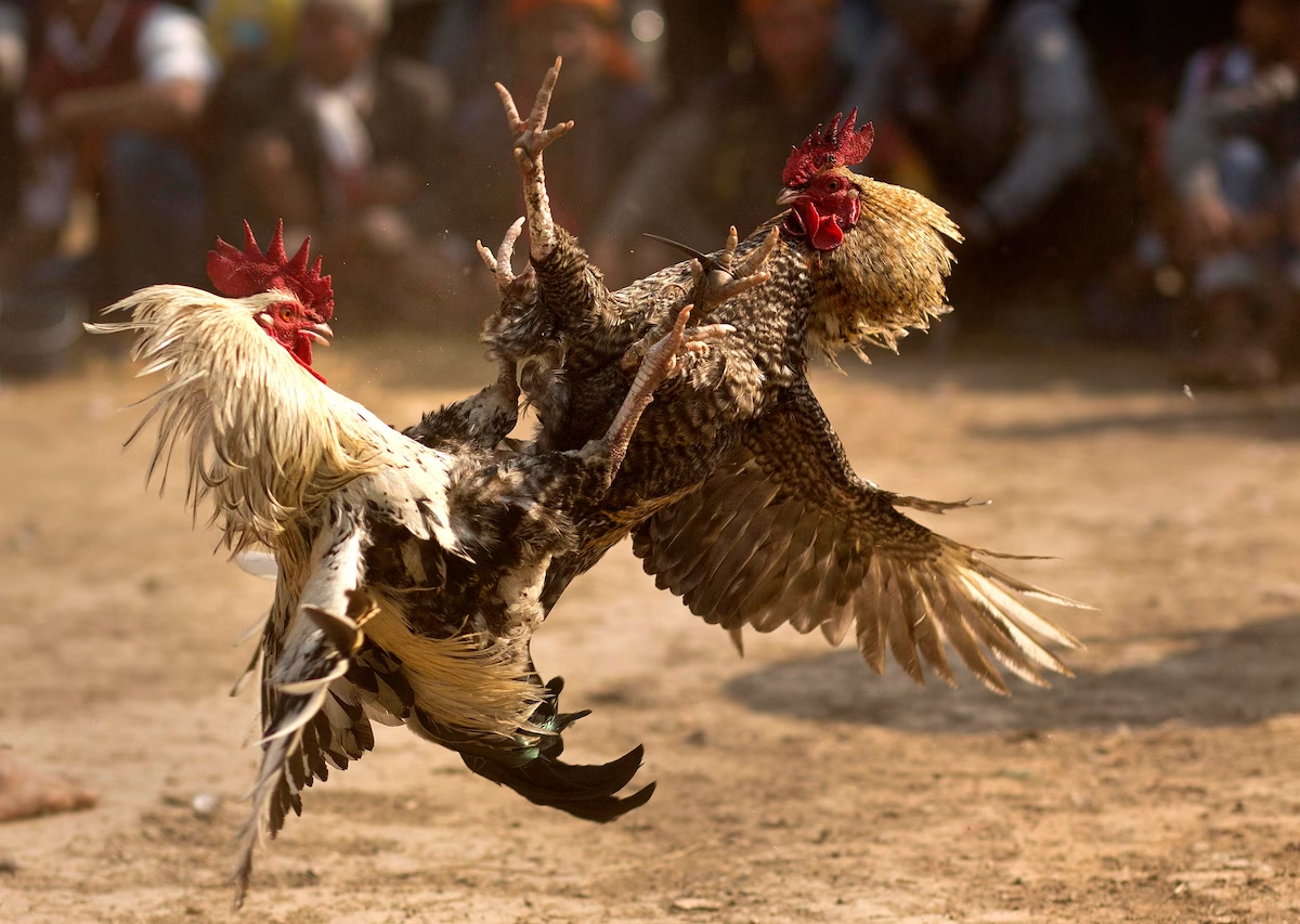 Nhatvip Cockfighting: Asia's Leading Cockfighting Playground