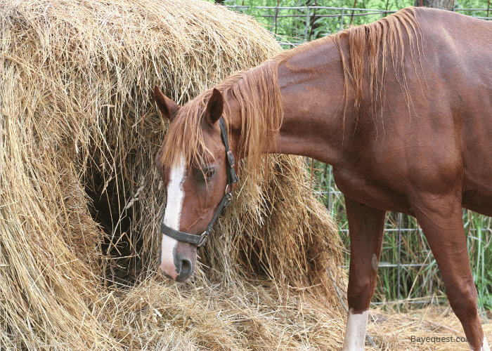 How Much Will a Horse Eat in a Day?