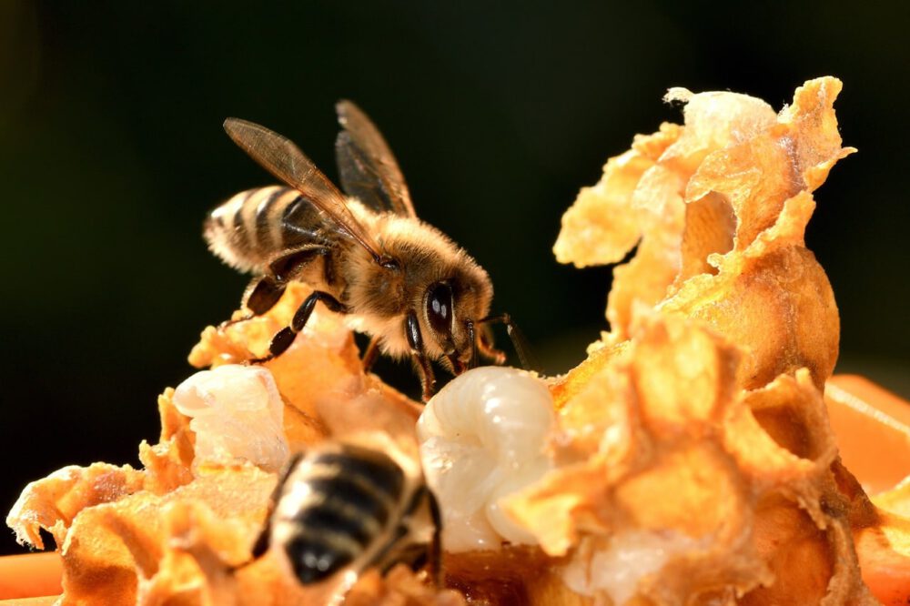 honeybees