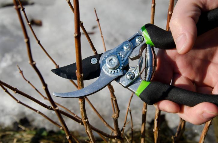 Fruit and vegetable garden. The man is cutting the bushes with pruning shears