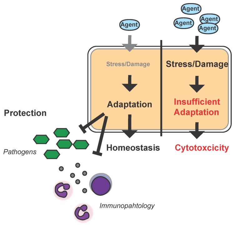 Diagram of a life cycle

Description automatically generated