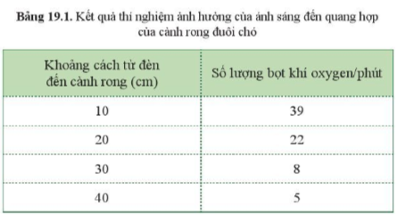 BÀI 19. CÁC YẾU TỐ ẢNH HƯỞNG ĐẾN QUANG HỢP MỞ ĐẦUCâu hỏi: Đưa chậu cây hoa giấy trồng ngoài sáng vào trong nhà, em hãy dự đoán hiện tượng xảy ra đối với cây hoa giấy sau 1 thời gian (khoảng một tháng). Dựa vào phương trình tổng quát của quang hợp, cho biết những yếu tố nào ảnh hưởng đến hiện tượng đó.Đáp án chuẩn:Ánh sáng, nước, carbon dioxide, nhiệt độ.I. CÁC YẾU TỐ ẢNH HƯỞNG ĐẾN QUANG HỢP1. Ánh sángCâu 1: Lấy ví dụ cây ưa ánh sáng mạnh và cây ưa ánh sáng yếu.Đáp án chuẩn:- Cây ưa ánh sáng mạnh: cây hoa giấy, cây hoa sứ.- Cây ưa ánh sáng yếu: cây tầm gửi, cây sâm ngọc linh.Câu hỏi 1: Quan sát hình 19.2, cho biết cây nào ưa ánh sáng mạnh và cây nào ưa ánh sáng yếu? Vì sao?Đáp án chuẩn:- Cây ưa sáng yếu: Cây trầu không, vì có phiến lá thường rộng, màu xanh sẫm, cây thấp nhỏ mọc dưới bóng cây khác.- Cây ưa sáng mạnh: Cây bạch đàn, vì có phiến lá nhỏ, màu xanh sáng, thân cây cao lớn, thường mọc ở nơi quang đãng.Vận dụng 1Câu hỏi: Vì sao trong nông nghiệp để tăng năng suất một số loại cây trồng người ta thường dùng đèn chiếu sáng vào ban đêm?Đáp án chuẩn:Để cung cấp đủ cường độ và thời gian chiếu sáng thích hợp để kích thích quá trình quang hợp tích lũy vật chất trong cây → cây sinh trưởng và phát triển tốt.Câu 2: Từ kết quả trong bảng 19.1, cho biết ánh sáng mạnh hay yếu có ảnh hưởng đến quang hợp ở rong đuôi chó như thế nào.Đáp án chuẩn:Ánh sáng mạnh thì cây quang hợp mạnh, giải phóng ra nhiều khí oxygen và ngược lại.Vận dụng 2Câu hỏi: Vì sao nhiều giống cây trồng muốn thu năng suất cao thì không nên trồng cây với mật độ quá dày? Nêu ví dụ?Đáp án chuẩn:Vì trồng quá dày khiến cây thu nhận được ít ánh sáng hơn → quang hợp yếu, chất hữu cơ tạo thành ít hơn → Năng suất thấp.Vận dụng 3Câu hỏi: Vì sao nhiều giống cây cảnh trồng ở chậu để trong nhà vẫn xanh tốt? Nêu ví dụ?Đáp án chuẩn:Vì những cây cảnh này ưa bóng nên khi đặt trong nhà vẫn có thể quang hợp được và phát triển xanh tốt. VD: Cây lưỡi hổ2. Carbon dioxideCâu 3: Đọc thông tin ở bảng 19.2 và cho biết ảnh hưởng của nồng độ carbon dioxide đến quang hợp ở cây đậu xanh và cây bí đỏ.Đáp án chuẩn:Nồng độ CO2 tăng từ 0,03% → 0,1% thì cường độ quang hợp tăng. Nồng độ CO2 tăng lên quá cao (0,4%) thì cường độ quang hợp giảm.Câu 4: So sánh cường độ quang hợp ở cây đậu xanh và cây bí đỏ ở cùng một nồng độ carbon dioxide. Từ đó có thể rút ra kế luận gì?Đáp án chuẩn: Cường độ quang hợp của cây đậu xanh luôn < cây bí đỏ Kết luận: Ở cùng một nồng độ CO2, thì cường độ quang hợp ở mỗi loại cây là khác nhau.3. NướcCâu 5: Nêu ảnh hưởng của nước đến quá trình quang hợp ở cây xanhĐáp án chuẩn:Là nguyên liệu quang hợp ở cây xanh. Cây hấp thụ đủ nước, quang hợp diễn ra bình thường. Cây thiếu nước, quang hợp giảm.Câu hỏi 2: Lấy ví dụ cây có nhu cầu nước khác nhau ở mỗi giai đoạn phát triển?Đáp án chuẩn:Ví dụ: Cây mía khi mới trồng cần tưới nước thường xuyên, đến khi có đốt thì không cần tưới nước nữa.Vận dụng 4Câu hỏi: Kể tên những cây cần nhiều nước, những cây cần ít nước ở địa phương?Đáp án chuẩn:- Cần nhiều nước: cây lúa, cây xu hào, cây ca cao, cây xoài,...- Cần ít nước: cây cọ, cây hoa giấy, cây hải quỳ, cây xương rồng...Vận dụng 5Câu hỏi: Vì sao trong trồng trọt muốn thu được năng suất cao thì cần tưới đủ nước cho cây trồng?Đáp án chuẩn:Vì giúp cây quang hợp hiệu quả → Cây sinh trưởng phát triển tốt, tạo thành nhiều chất hữu cơ giúp thu được năng suất cao.4. Nhiệt độCâu 6: Nêu ảnh hưởng của nhiệt độ đến quá trình quang hợp ở cây xanhĐáp án chuẩn:Khi nhiệt độ quá cao/thấp thì quá trình quang hợp bị giảm hoặc bị ngưng trệ.Câu 7: Đọc thông tin bảng 19.3, cho biết ảnh hưởng của nhiệt độ đến quang hợp ở cây cà chua. Cây quang hợp mạnh nhất ở nhiệt độ nào?Đáp án chuẩn:Ở 13 độ C, cây cà chua quang hợp yếu. Ở 21 độ C, cây cà chua quang hợp mạnh. Ở 35 độ C, cây cà chua ngưng quang hợpCâu 8: Có phải cứ tăng nhiệt độ là cường độ quang hợp sẽ tăng lên không?Đáp án chuẩn:Không phải. Nếu tăng nhiệt độ trên mức trung bình 20-30 độ C, thì quá trình quang hợp bị ngưng trệ.Vận dụng 6Câu hỏi: Vì sao trong thực tiễn người ta cần chống nóng và chống rét cho cây?Đáp án chuẩn:Vì tạo điều kiện nhiệt độ thuận lợi cho quá trình quang hợp, cây sẽ tạo được nhiều chất hữu cơ, giúp cây lớn nhanh và sinh trưởng tốt.II. Ý NGHĨA THỰC TIỄN CỦA VIỆC TRỒNG VÀ BẢO VỆ CÂY XANH.Câu 9: Cho biết hậu quả của việc cháy rừng và chặt phá rừng đầu nguồn.Đáp án chuẩn:Thiên tai, diện tích rừng giảm khiến lượng oxygen giảm, lượng carbon dioxide tăng gây hiện tượng hiệu ứng nhà kính và biến đổi khí hậu.Câu 10: Quan sát hình 19.4 và đọc thông tin mục II, cho biết.a. Vai trò của cây xanh. Các vai trò này do đâu mà có.b. Ý nghĩa việc trồng và bảo vệ cây xanh.Đáp án chuẩn:a. Cung cấp nguyên liệu, nhiên liệu, thuốc chữa bệnh; tổng hợp chất hữu cơ, cung cấp thức ăn và nơi ở cho sinh vật; hút khí CO2 → bắt nguồn từ nhu cầu thực tiễn.b. Giảm thảm hoạ lũ lụt, sạt lở đất; có đủ nguyên nhiên liệu cho quá trình sản xuất; cung cấp đủ thức ăn cho các sinh vật.Câu hỏi 3: Dựa vào phương trình quang hợp, giải thích một số vai trò của cây xanh trong tự nhiênĐáp án chuẩn:Điều hòa không khí, dòng chảy, phòng tránh sạt lở, lũ quét, hạn hán; giúp các sinh vật khác hô hấp, duy trì sự sống.Câu hỏi 4: Nêu ý nghĩa câu thơ của Bác Hồ:  Mùa xuân là tết trồng cây/ Làm cho đất nước càng ngày càng xuân