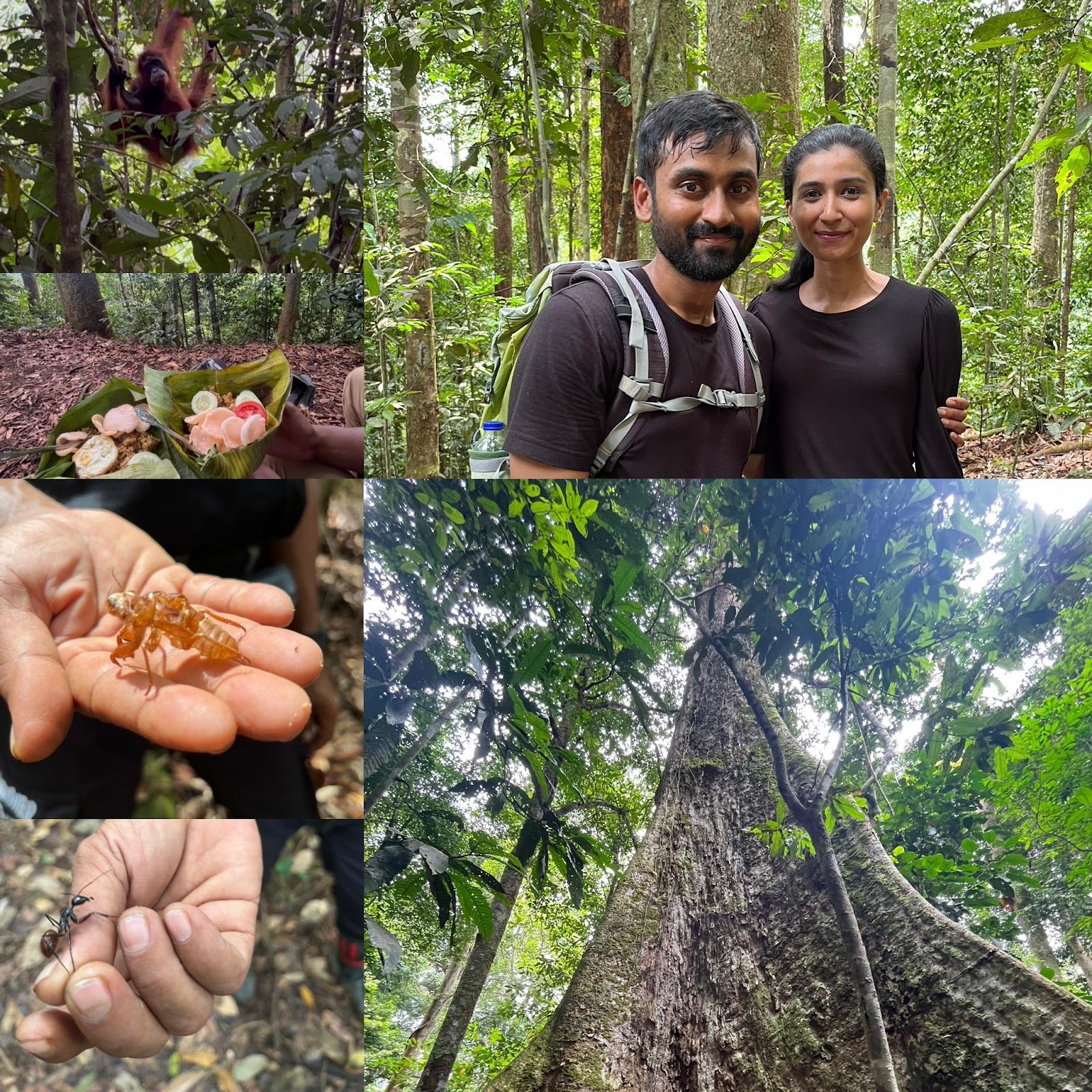 lush green Sumatra rainforest with many tress, plants and orangutan hanging from the tree branch. 