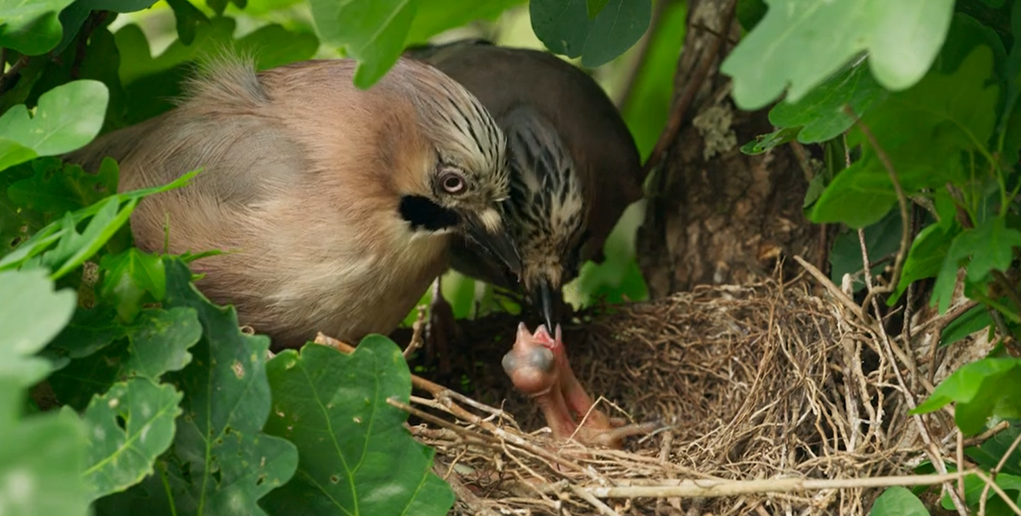 Immagine che contiene uccello, aria aperta, becco, nido

Il contenuto generato dall'IA potrebbe non essere corretto.