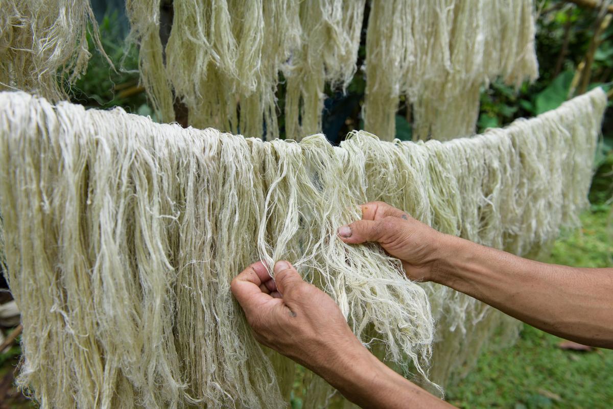 Close up photo of pineapple leaf fibres being dried