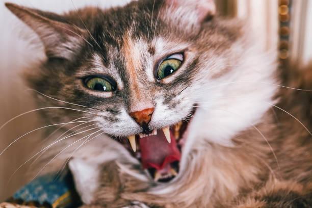 A cat with its mouth open

Description automatically generated