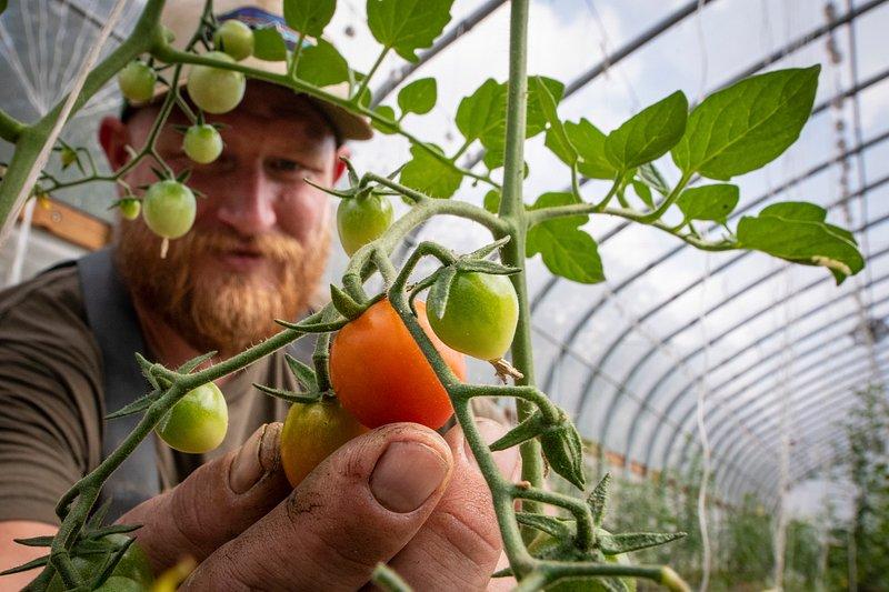 Gardner Pruning Tomato Plants