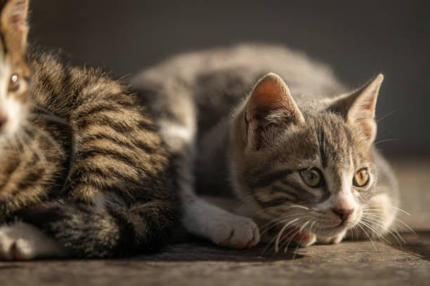 A cat lying next to another cat

Description automatically generated