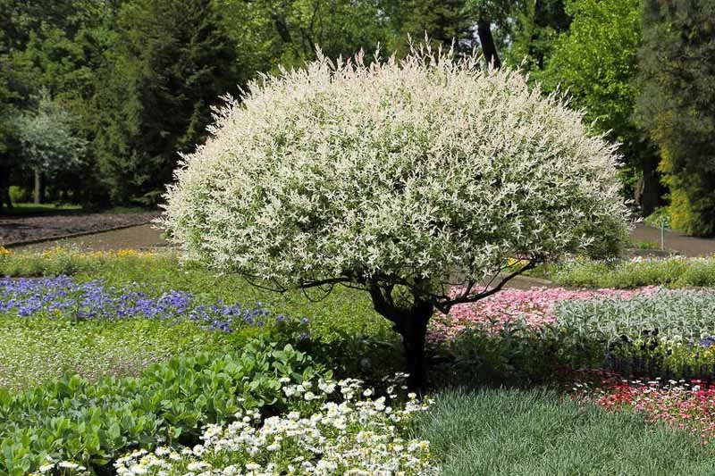 Dappled Willow 