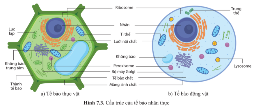 BÀI 7 - TẾ BÀO NHÂN SƠ VÀ TẾ BÀO NHÂN THỰC