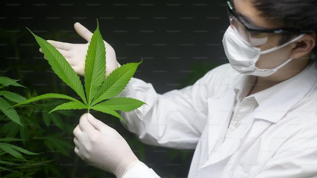 doctor or scientist studying weed leaf