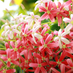  flowers name in urdu with pictures