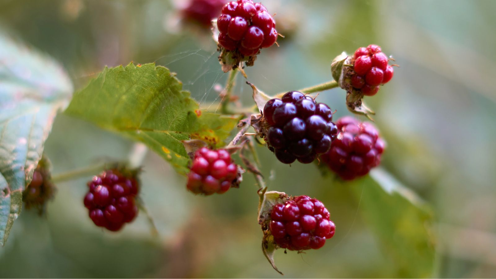 A shot of black-purple and dark-red colored fruits developing alongside its leaves in a well li area outdoors