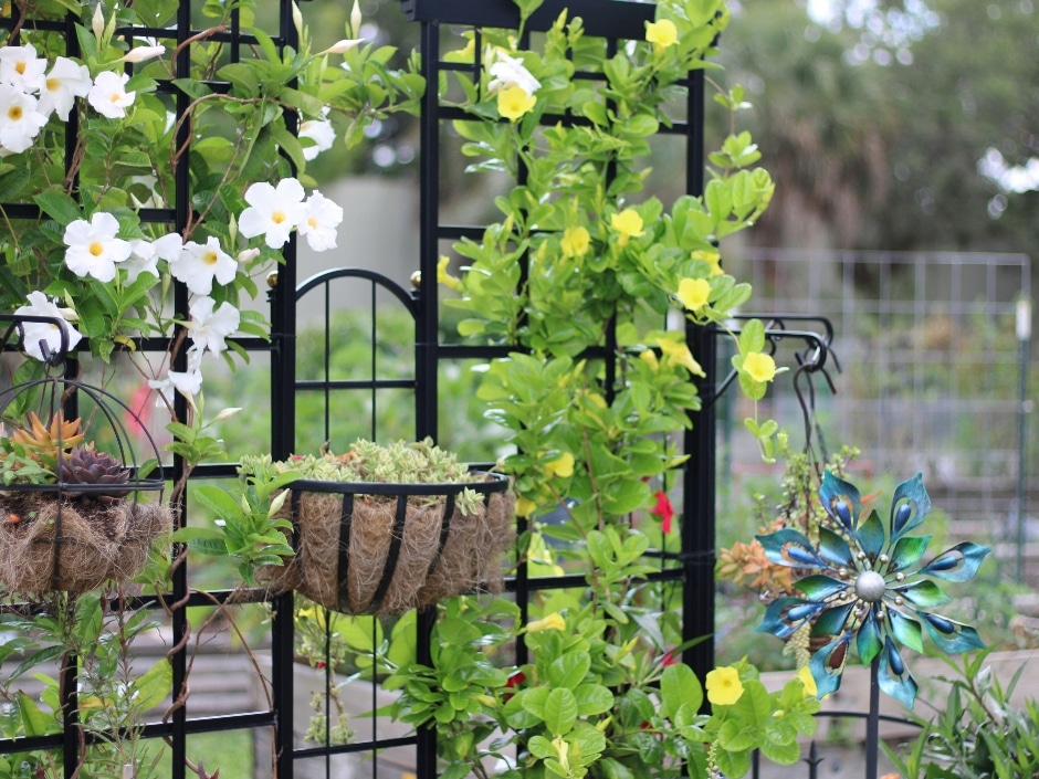 Trellises and Their Importance