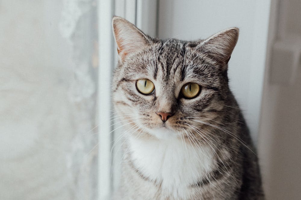 A Close-Up Shot of a Tabby Cat