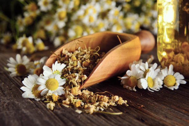 chamomile plant with its yellow and white colors on a table beside to chamomile oil bottle
