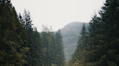 Beautiful Vertical Shot River Flowing Trees Stones