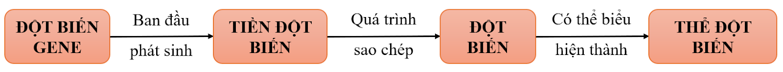 BÀI 4: ĐỘT BIẾN GENEA - MỤC TIÊU BÀI HỌC- Nêu được khái niệm đột biến gene.- Phân biệt được các dạng đột biến gene.- Phân tích được nguyên nhân, cơ chế phát sinh đột biến gene.- Trình bày được vai trò của đột biến gene trong tiến hóa, chọn giống và nghiên cứu di truyền.B - NHỮNG KIẾN THỨC CẦN GHI NHỚI. KHÁI NIỆM VÀ CÁC DẠNG ĐỘT BIẾN GENE1. Khái niệm- Đột biến gene là sự thay đổi trong cấu trúc của gene có liên quan đến một hay một số cặp nucleotide.- Đột biến điểm là đột biến làm thay đổi cấu trúc của gene liên quan đến một cặp nucleotide trong gene.- Thể đột biến là cơ thể mang gene đã biểu hiện ra kiểu hình.2. Các dạng đột biến gene- Dựa vào sự biểu hiện kiểu hình đột biến, người ta chia thành: Đột biến trội và đột biến lặn.- Dựa vào tính chất của đột biến, người ta chia thành: Đột biến có lợi, đột biến có hại và đột biến trung tính.- Dựa vào cơ chế phát sinh đột biến gene, người ta chia thành đột biến mất, thêm, thay thế nucleotide.- Dựa vào hậu quả đối với phân tử protein: đột biến sai nghĩa, đột biến vô nghĩa và đột biến đồng nghĩa.II. NGUYÊN NHÂN VÀ CƠ CHẾ PHÁT SINH1. Nguyên nhân- Do sai sót trong quá trình tái bản DNA.- Do sự tác động của các tác nhân gây đột biến gồm:+ Tác nhân vật lí: tia tử ngoại (UV), tia phóng xạ, nhiệt,...+ Tác nhân hóa học: 5-brommouracil (5-BrU), HNO2, ethyl methane sulfonate (EMS), N-Nitroso-N-methylurea (NMU),...+ Tác nhân sinh học: một số virus như viêm gan B, HPV,...- Do các gốc tự do hình thành trong quá trình chuyển hóa của tế bào.2. Cơ chế phát sinha) Đột biến thêm/mất cặp nucleotide- Cơ chế phát sinh đột biến trong tái bản DNA:+ Nếu mạch mới được tổng hợp bị trượt mạch khiến một cặp nucleotide ở mạch khuôn được sử dụng hai lần → đột biến thêm cặp nucleotide.+ Nếu mạch làm khuôn bị trượt mạch khiến một nucleotide không được dùng làm khuôn để tổng hợp mạch mới → đột biến mất cặp nucleotide.- Cơ chế phát sinh đột biến bởi các tác nhân đột biến: tia UV, chất độc màu da cam, dioxin có thể tác động lên DNA có thể dẫn đến đột biến thêm hoặc mất cặp nucleotide.- Hậu quả: làm thay đổi các amino acid → làm thay đổi cấu trúc protein → mất chức năng, gây ra các bệnh di truyền.b) Đột biến thay thế cặp nucleotide- Do sự bắt đôi nhầm của một nucleotide bình thường với một nucleotide hiếm gặp khác loại trong quá trình tái bản. - Do tác nhân đột biến có thể làm biến đổi cấu trúc DNA theo các cách thức khác nhau.- Hậu quả: Có thể làm thay đổi 1 amino acid → mất chức năng protein, gây ra các bệnh di truyền.III. VAI TRÒ CỦA ĐỘT BIẾN GENE1. Trong nghiên cứu di truyền- Thể đột biến gene là đối tượng quan trọng và cần thiết trong nghiên cứu, giúp khám phá chức năng của gene.- Lai các dòng đột biến giúp tìm ra được kiểu hình trội/lặn hay loại đột biến ở mỗi dòng thuộc cùng một gene hay thuộc hai gene khác nhau, tìm ra các quy luật di truyền cũng như nhiều quá trình sinh học khác.2. Trong chọn giống- Đột biến ở cây trồng và vật nuôi làm nguyên liệu cho chọn giống.3. Trong tiến hóa