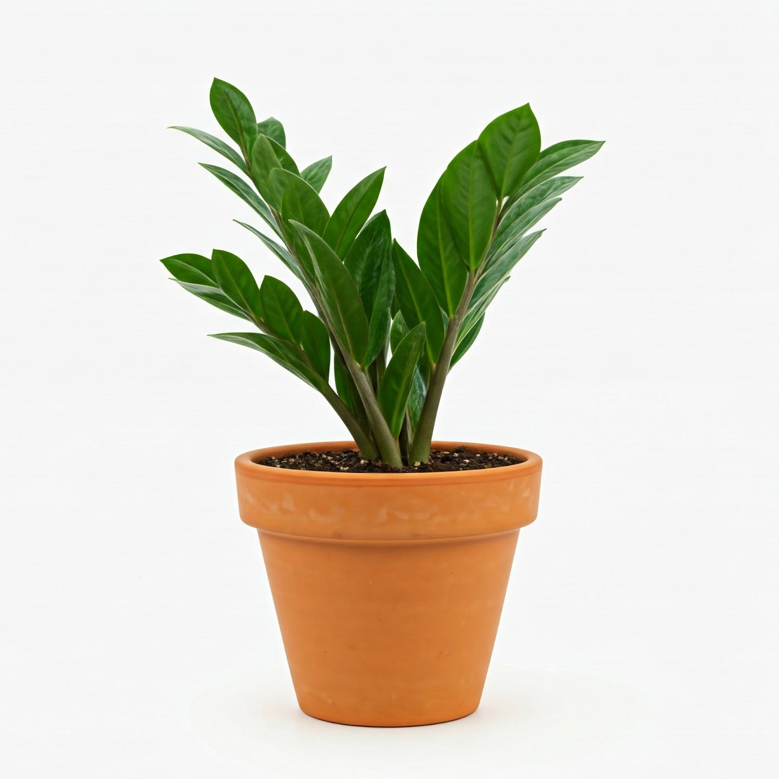 Zamioculcas Zamiifolia Plant 2