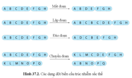 BÀI 37: ĐỘT BIẾN NHIỄM SẮC THỂ