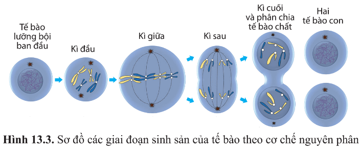 BÀI 13 - CHU KÌ TẾ BÀO VÀ NGUYÊN PHÂN