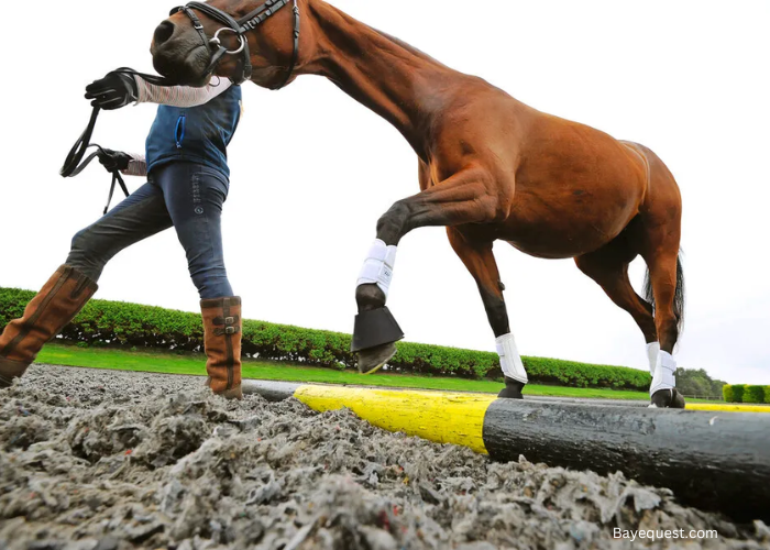 Horse Pole Exercises