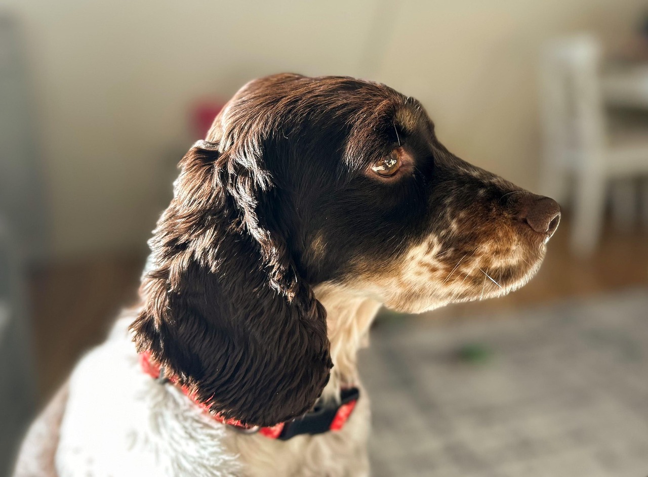 Dog Collar