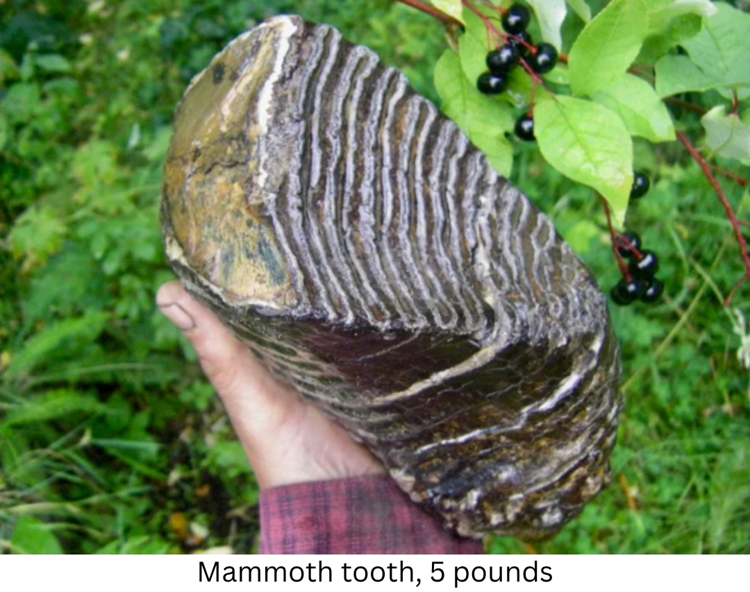 Mammoth tooth, 5 pounds