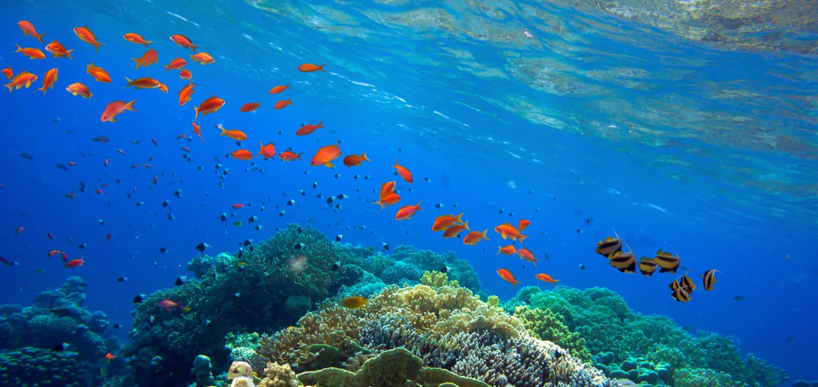 Marine Ecosystems and Coral Reefs