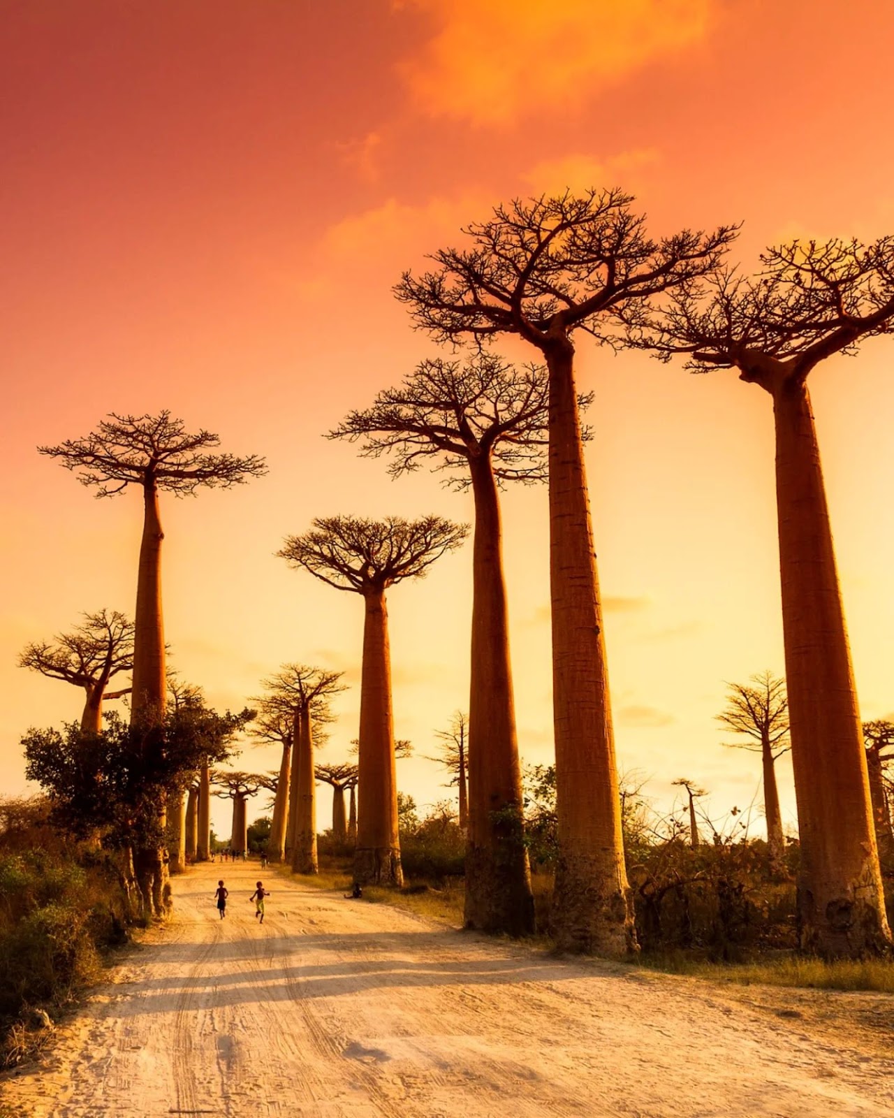 Avenue of the Baobabs