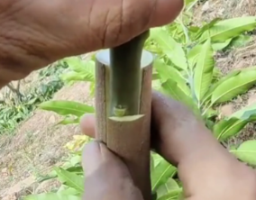 Nối cành ghép vào gốc ghép.olm