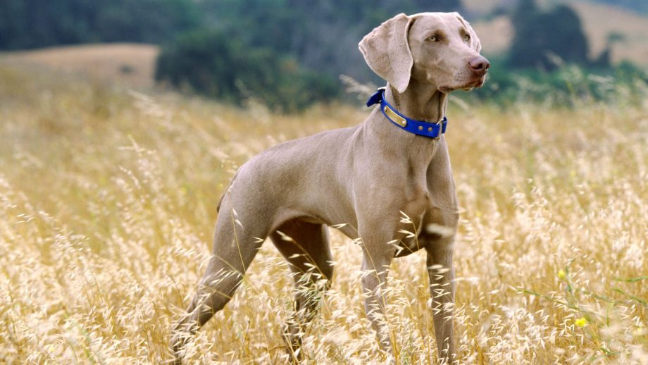German Weimaraners