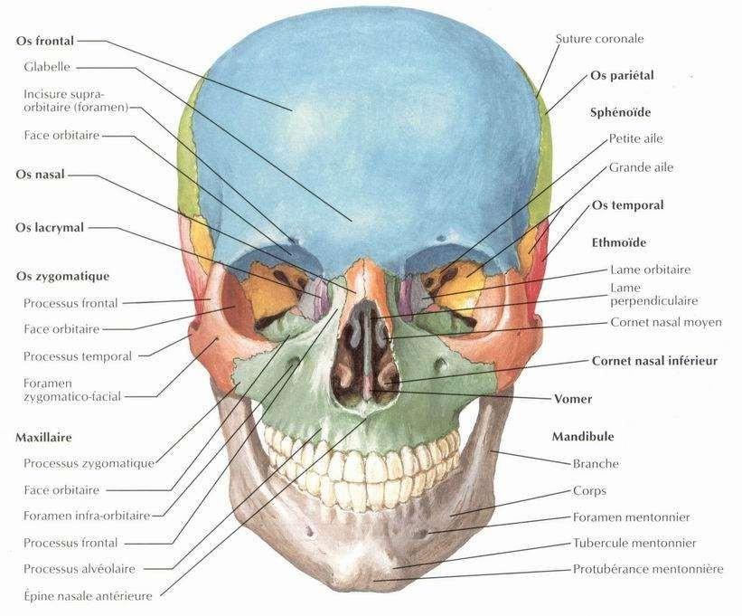 C:\Users\AHMED\Desktop\RADIOLOGIE GENERALE\ANNATOMIE\planches\001-1.JPG