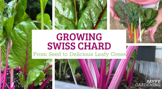 How to Grow Swiss Chard