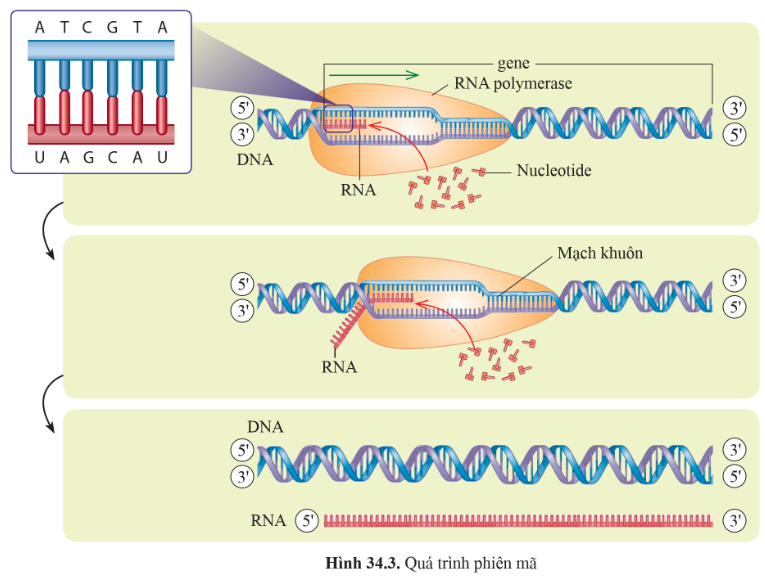 BÀI 34: TỪ GENE ĐẾN TÍNH TRẠNG