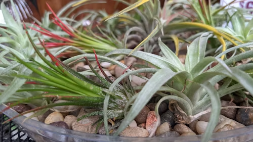 Air Plants