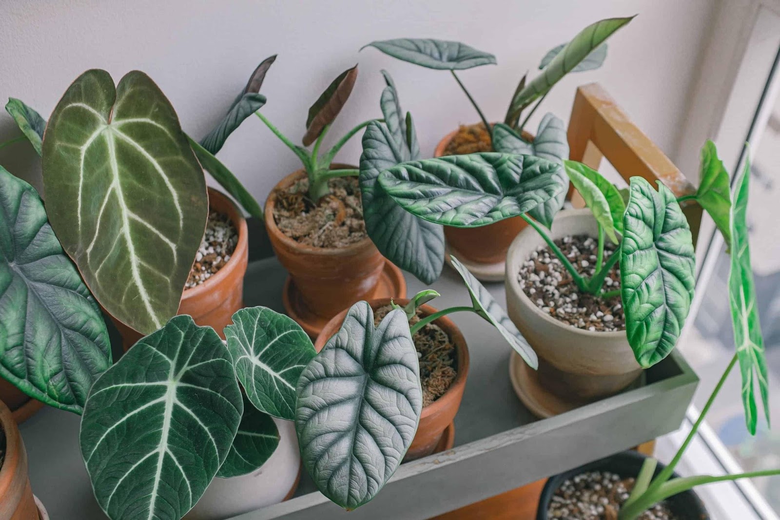 Various Types of Alocasia Black Velvet Plant