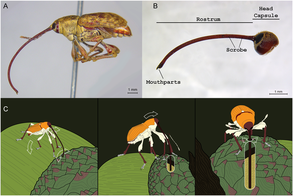 Morphology and oviposition behavior of female Curculio weevils. A) Lateral habitus image of female Curculio sayi (Gyllenhal, 1836) featuring the elongate, strongly curved rostrum. B) Lateral view of head of female specimen of C. longinasus (Chittenden, 1927) with major anatomical features indicated. C) Illustration of oviposition behavior, proceeding from left to right: female makes incision in host fruit, flexes head directly over bore‐hole using front legs, and then maintains pressure on snout while rotating to excavate linear channel into fruit. Female rostrum is bent into straight configuration due to continuous rotation and forced insertion of snout into linear orifice.