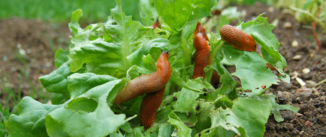 Slug and Snail Control